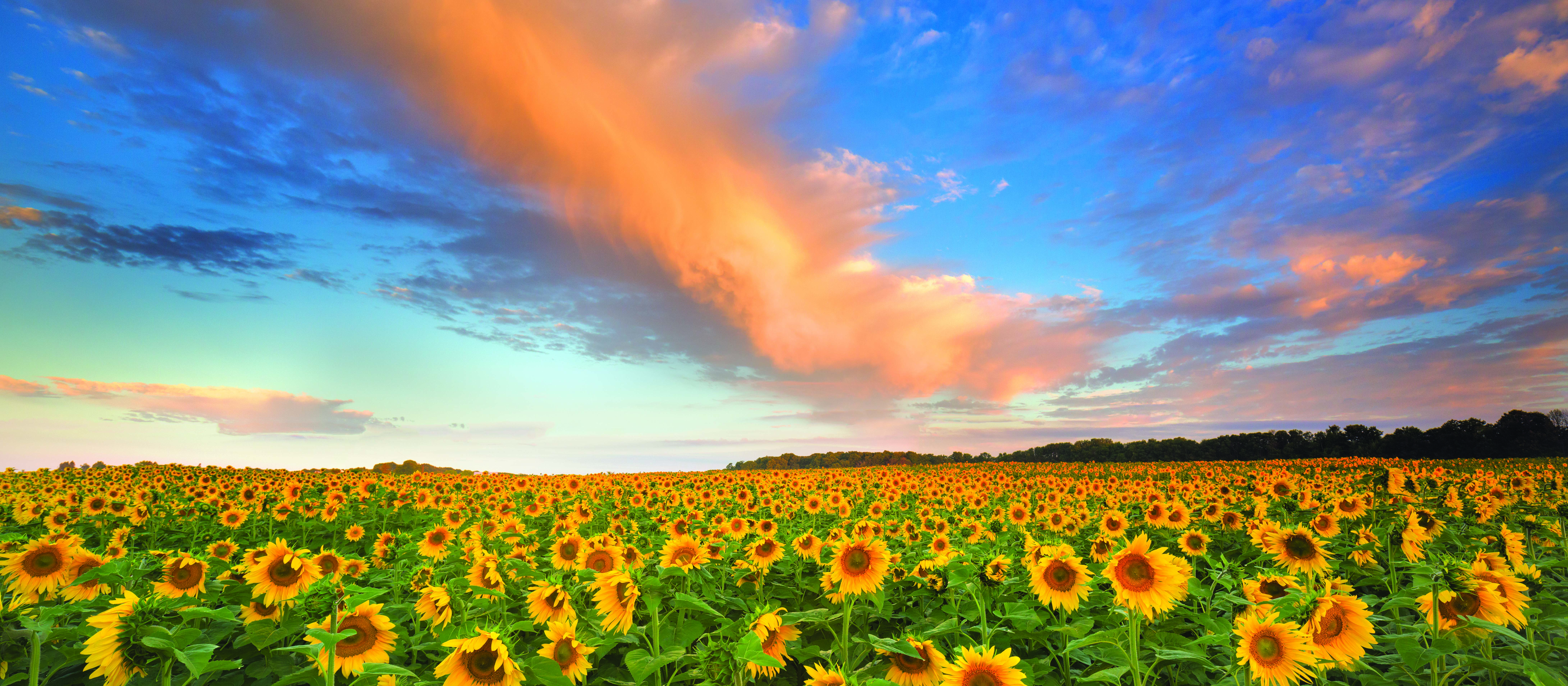 Michigan A field of sunfowers