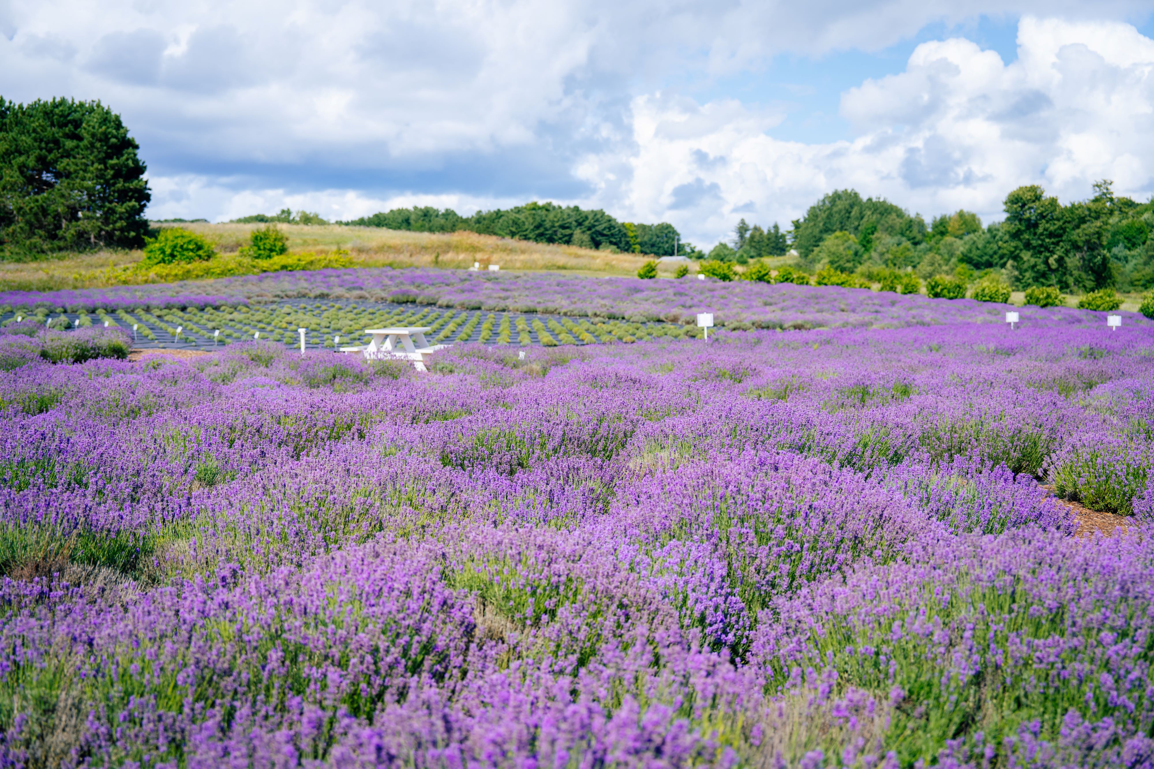 Secret Garden at Brys Estate A picnic table in a field of lavender.