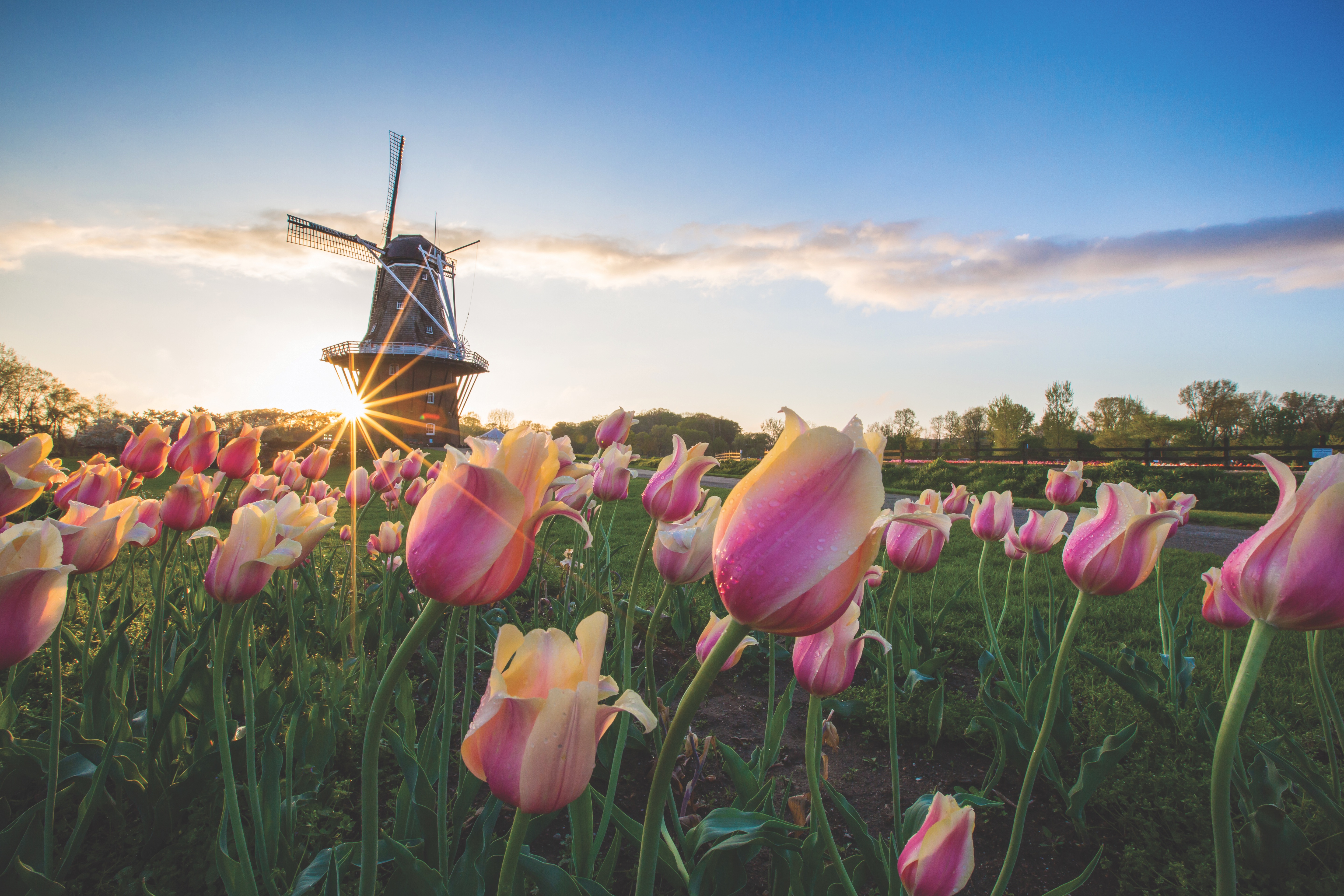 Tulips in Holland A Dutch windmill in a field of tulips.