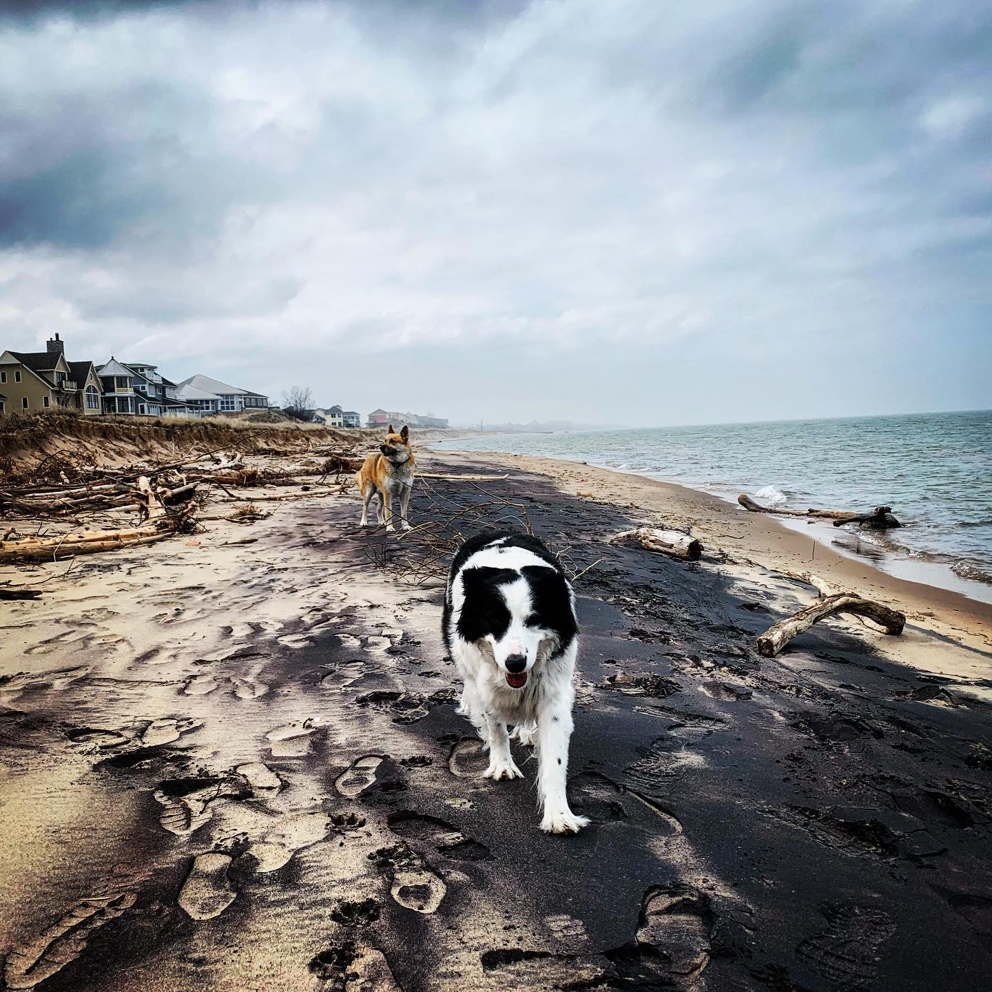 Dog on beach