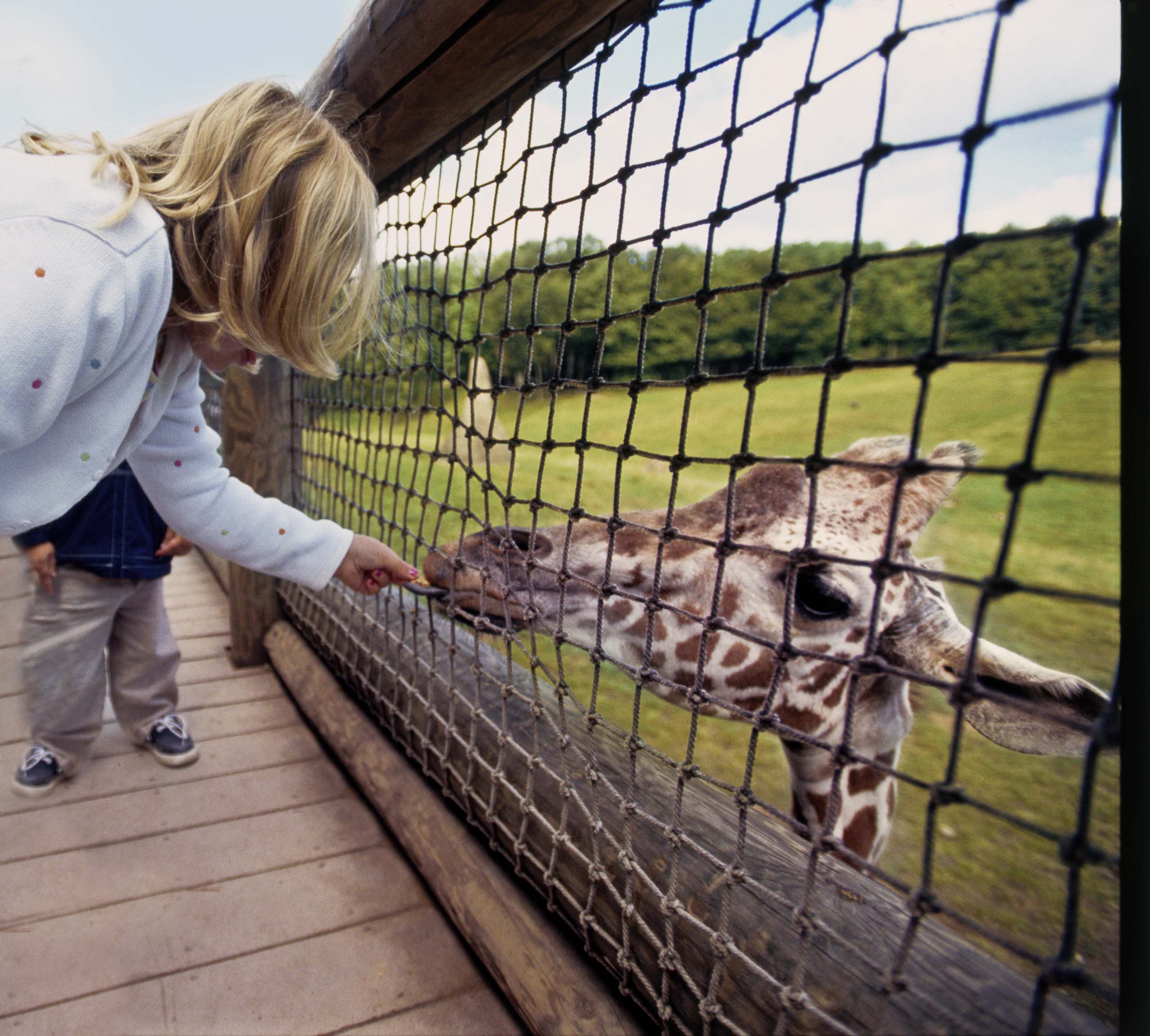 Binder Park Zoo A woman feeding a giraffe from a viewing platform.