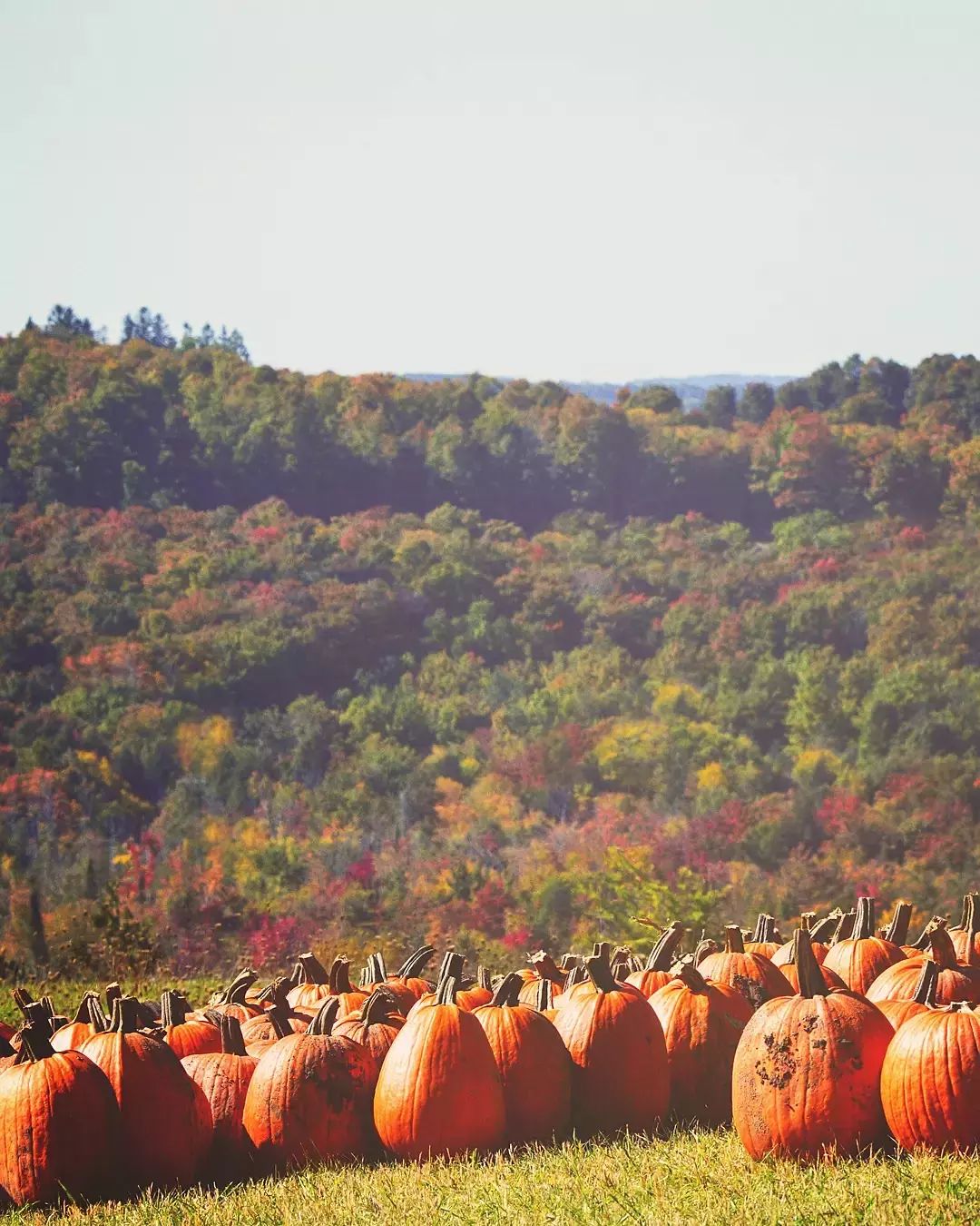 Pumpkin patches in Michigan. Pumpkins on a hill near a forest.