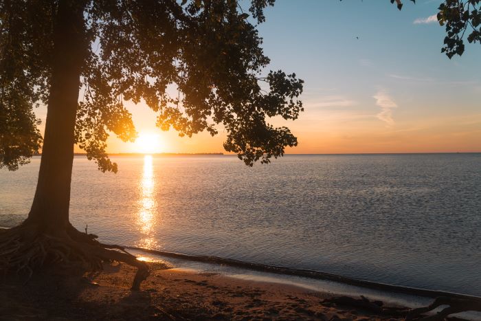 A tree on the shoreline at Sterling State Park.
