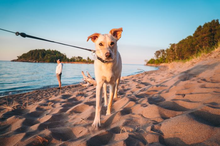 A dog on the beach at Little Presque Isle