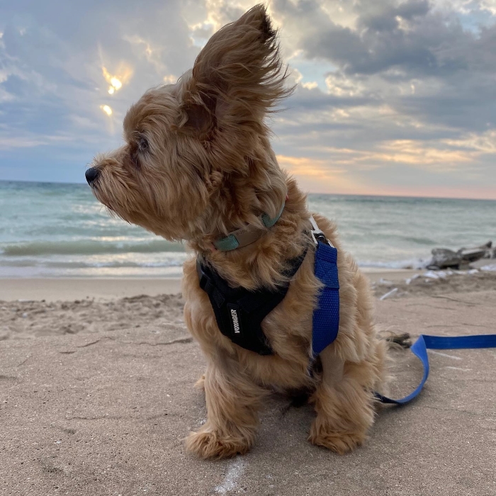 A dog on the beach at Sleeping Bear Dunes