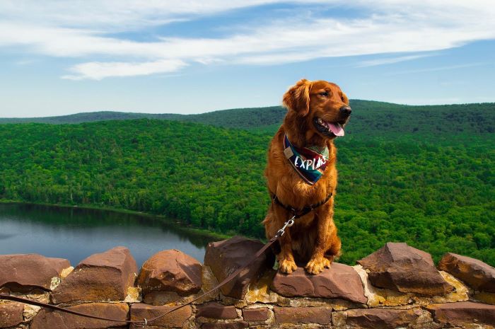 A dog hiking near Lake of the Clouds