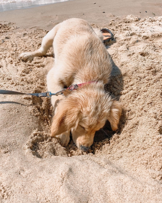 A dog digging a hole on Hagar Beach