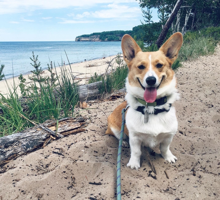 A corgi on the beach of Pictured Rocks National Lakeshore