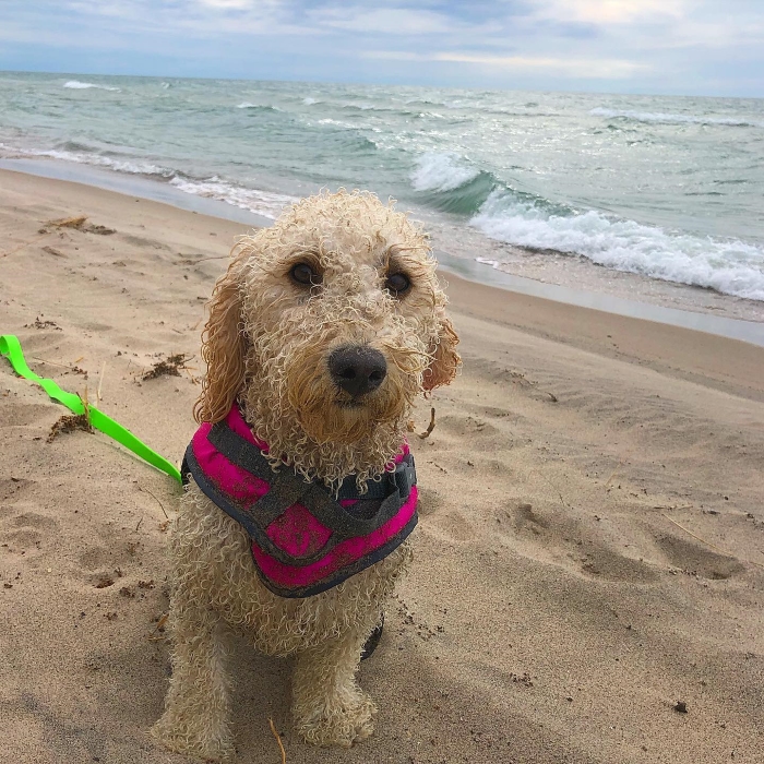 A dog on the beach at Warren Dunes State Park
