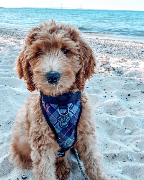 A dog on the beach at Mackinac Island