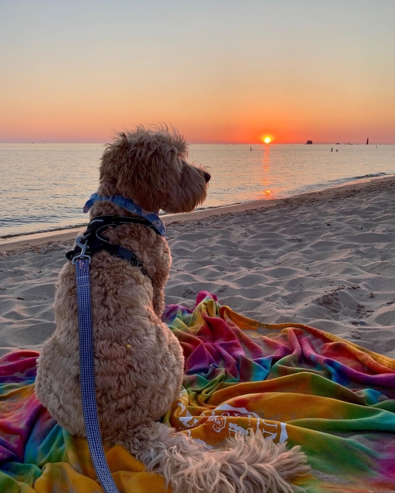 A dog on a beach in Grand Haven